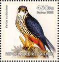 Eurasian Hobby (Falco subbuteo)